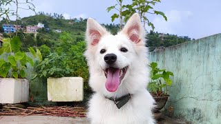 German spitz from day 20 to 7 months