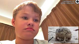 Angry squeaking Frog
