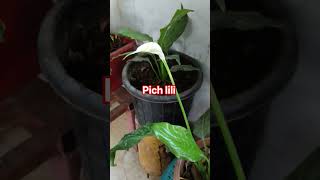 pich lili plants #white flower#gardencraft #indoor outdoor plant#bagbani #nature #youtubeshorts