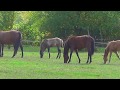 Лошади Германии, Ангермунд (Angermund)Животные, животный мир, Аnimals,Tiere