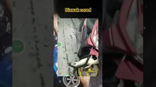 Biawak sangkut diban motor emak emak #viral #trending #fypシ゚viral #fyp #hewanlucu #fauna