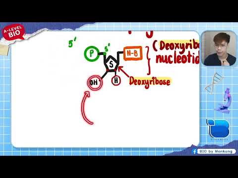 KruMonkungBiology51【RTI】20240301การสอบเลื่อนตำแหน่งหัวหน้าก ALEVEL BIO MOCK ep01  โครงสร้างของ DNA และ RNA