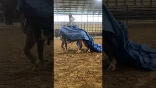 IMG 4166 #horse #pony #equestrian IMG 4166 #horse #pony #equestrian