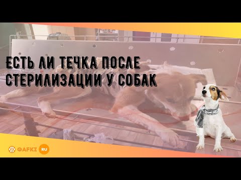 Видео: О нет! У моей (стерилизованной) собаки произошла утечка