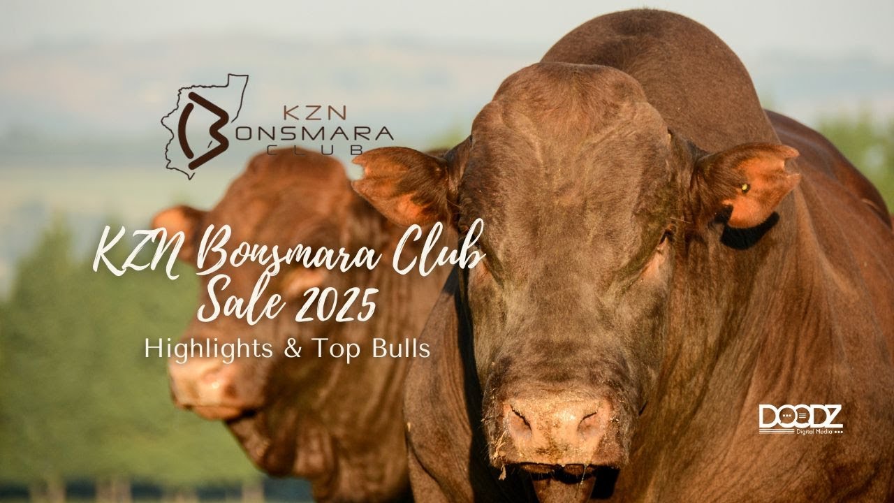 KZN Bonsmara Club Sale 2025 | Top Bulls, School Involvement & Highlights