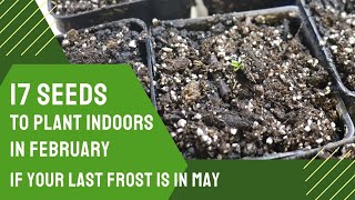 17 Seeds to Start Indoors in February | If Your Last Frost is in May