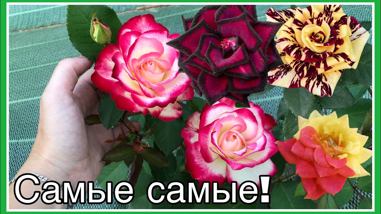 Старт цветения РОЗ 2022 | Самые НЕОБЫЧНЫЕ сорта роз | Юбилей Принца Монако вайлд редиш блю фо ю