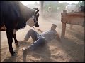 Cow Uncontrolled. #cow #bull #qurbani