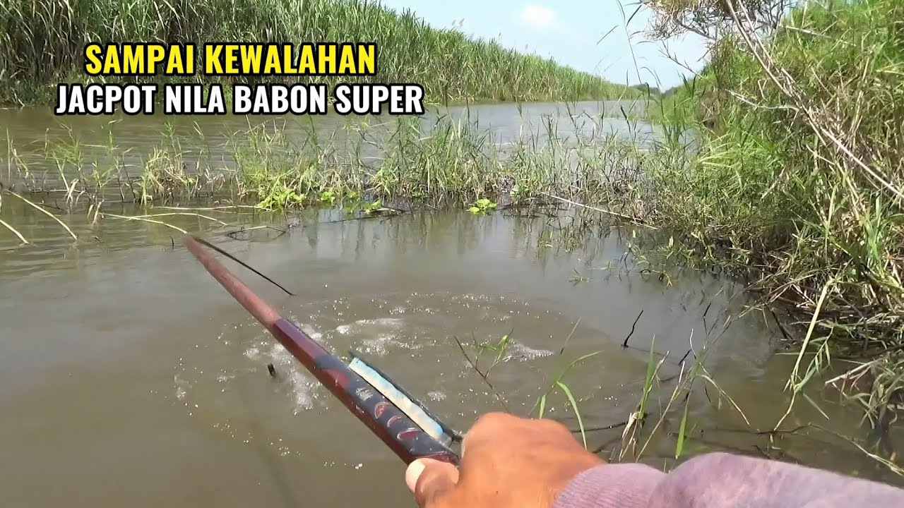 Mantap nila babon super banget yang ini..!! Pemancing sampai kewalahan