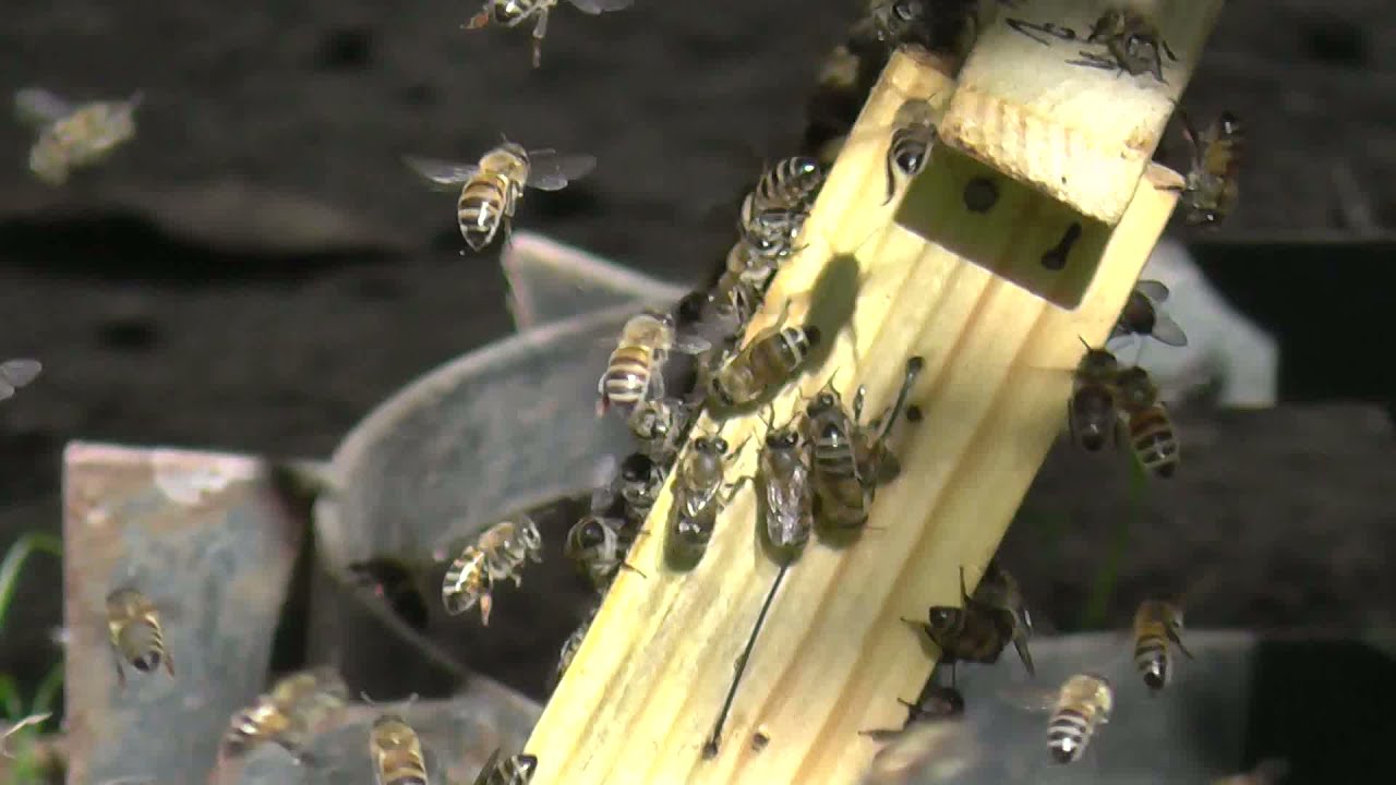 Слет пчел в сентябре