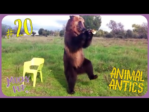 TOP 20 ANIMALES MÁS CEREBROS 🐻 | Travesuras de animales 🦥 | Episodio completo | Cachorro sucio documentary thumbnail
