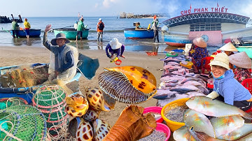 Làng Biển Đức Long Ngày Cạn Nước | Ốc Ngọc 320k/kg Chợ Lớn Phan Thiết