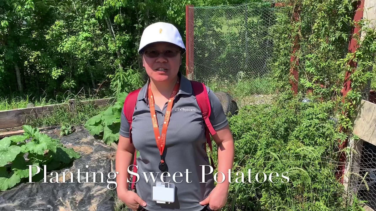 Planting Sweet Potatoes