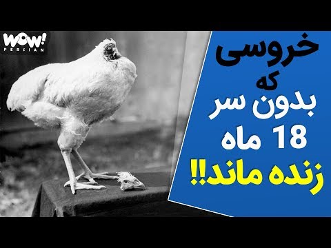ماجرای عجیب خروسی که بعد از سربریدن تا 18 ماه زنده ماند