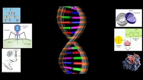 PBL Project - Concepts of DNA: Faheem Quazi