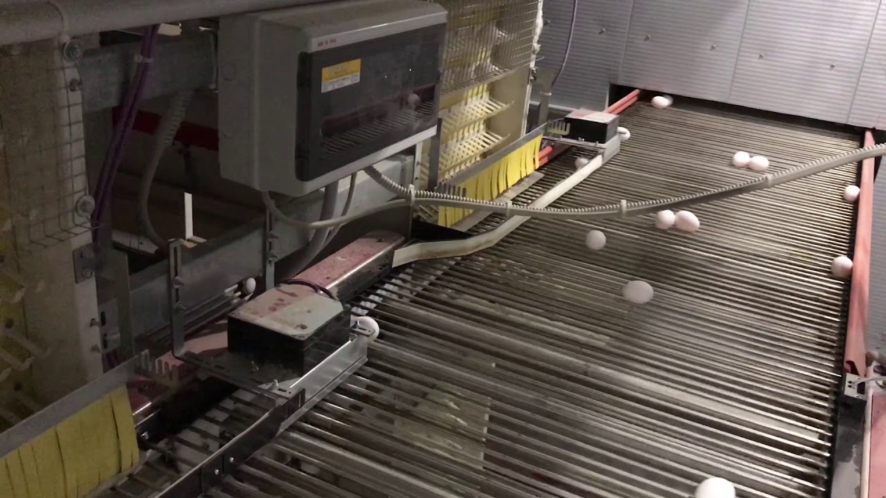 Discharge of eggs on the EggWay YouTube