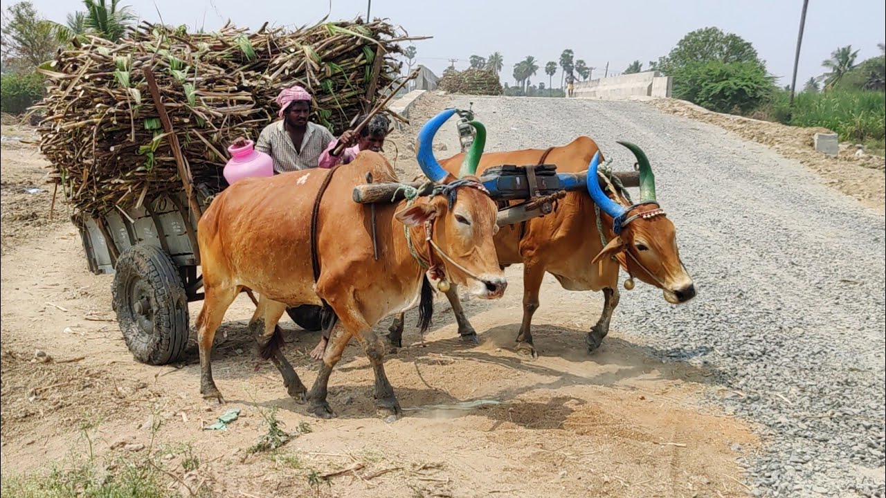 Indian Bull Cart Heavy Load Upwards Pulling | Indian buffalo Video