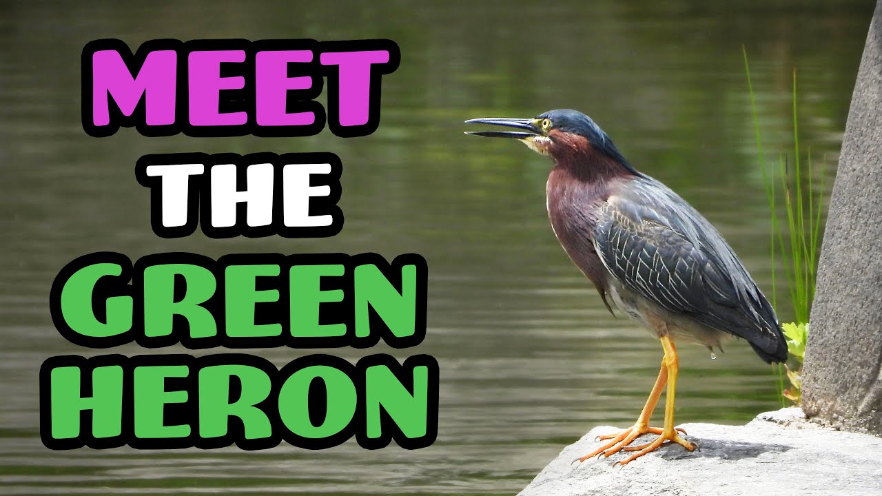 Meet the Green Heron | Brooklyn Botanic Garden