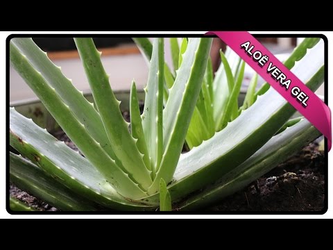 Video: Hoe om 'n strelende, natuurlike Aloe Vera te gebruik om brandwonde te behandel