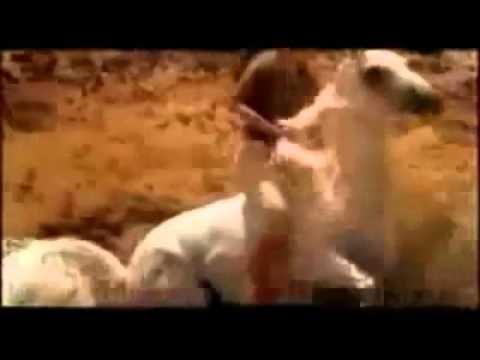 Video: Cavalli arabi: un dono di Dio