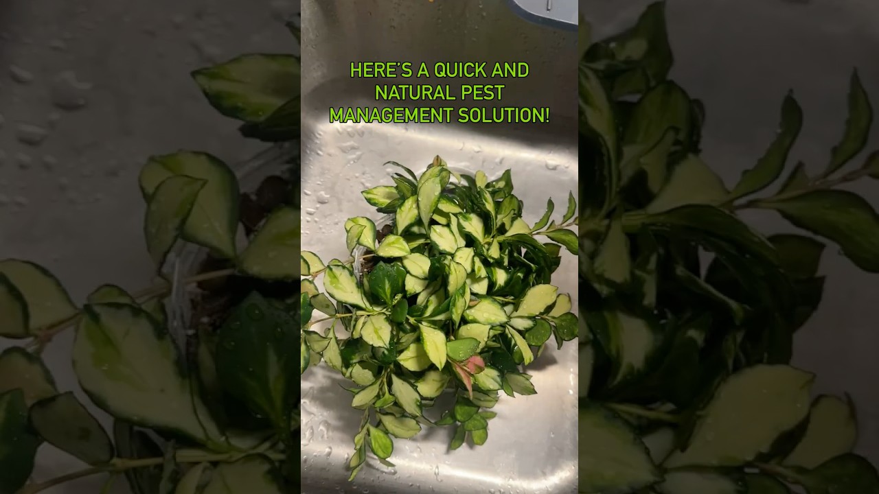 A Simple Plant Care Habit That Supports Healthy Growth