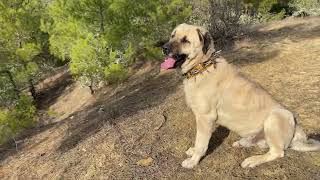 Kivrak İle Kurtlar Vadi̇si̇ne Gi̇rdi̇k - Fotokapanda Çok Güzel Hayvanlar Var