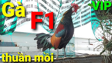 Gà F1 thuần mồi đã sung, hăng chờ ngày đi rừng tập dợt