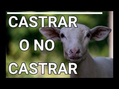 Video: OSAGO: política falsa. ¿Cómo distinguir del original?