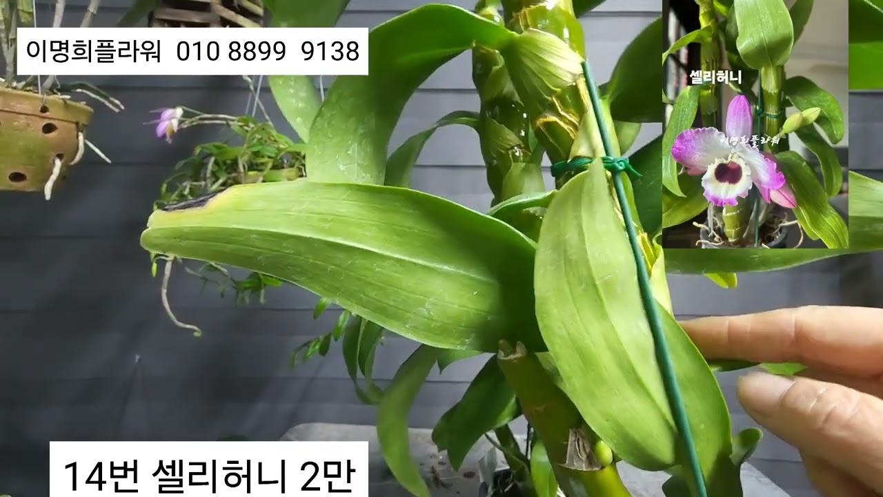 2026.2.11  로드게쉬  벌브필름   산타나카나리