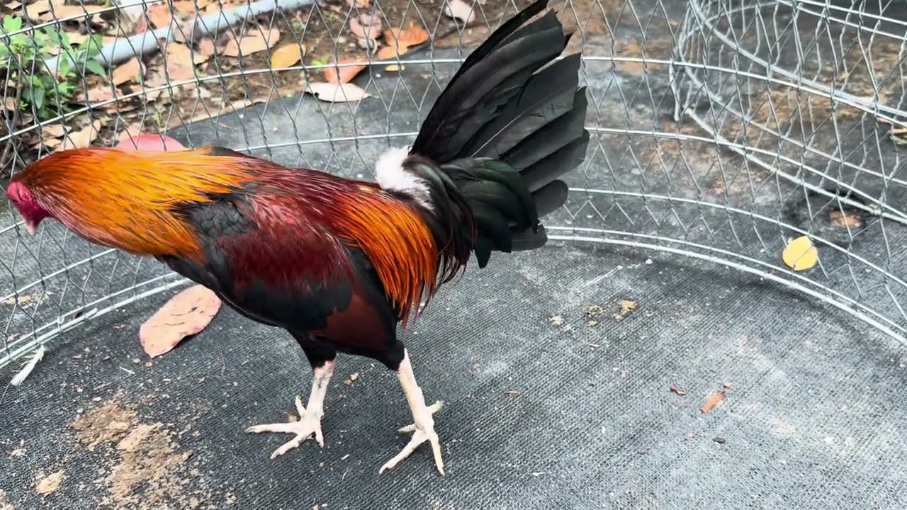 TUẤN GÀ TRE 0️⃣9️⃣6️⃣8️⃣6️⃣6️⃣2️⃣7️⃣0️⃣0️⃣