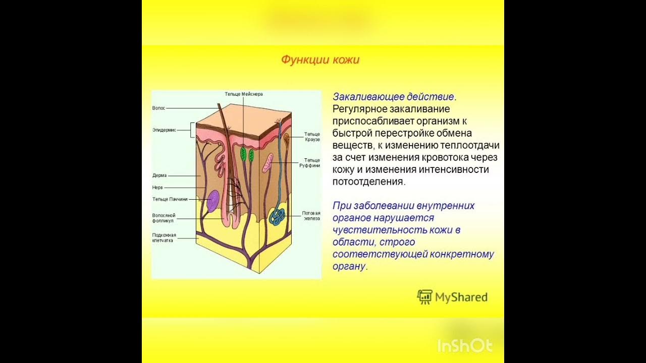 Строение и функции кожи таблица 8