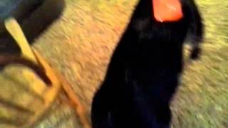 HAHAHA LOOK AT THIS STUPID FUCKING DOG