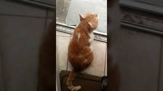 My Cat Talking To A Swallow