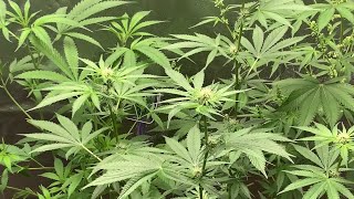 Flower Week 2: Breeding Cannabis (Pure Michigan f2) male Spider Farmer SF2000 2x4 Grow Tent Kit