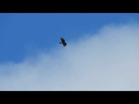 Полет канюка
