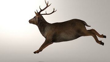 Game Ready Deer Model