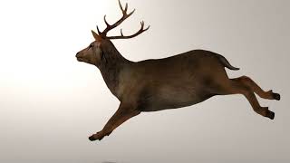 Game Ready Deer Model screenshot 4