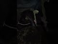 melu#bacchon_ka_😀video #animals #comedymovies #funnycomedy