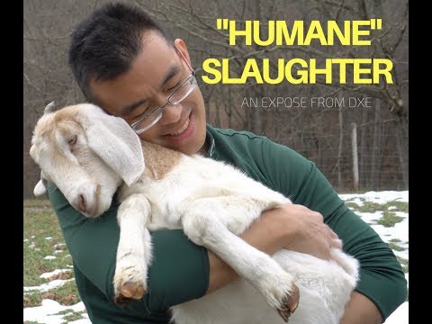 Wayne Hsiung: Why is a baby goat collapsed in his own feces at the most humane farm on the planet?