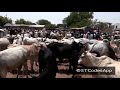 Farashin shanu a karar gusau yayinda bukin sallah ke karatowa