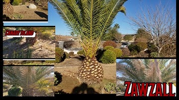Canary Island Date Palm Prune/Trim with Zawzall
