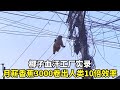 椰子血汗工厂实录 月薪香蕉3000根卷出人类10倍效率 宠物故事 动物故事 暖心故事 椰子血汗工厂实录 月薪香蕉3000根卷出人类10倍效率 宠物故事 动物故事 暖心故事
