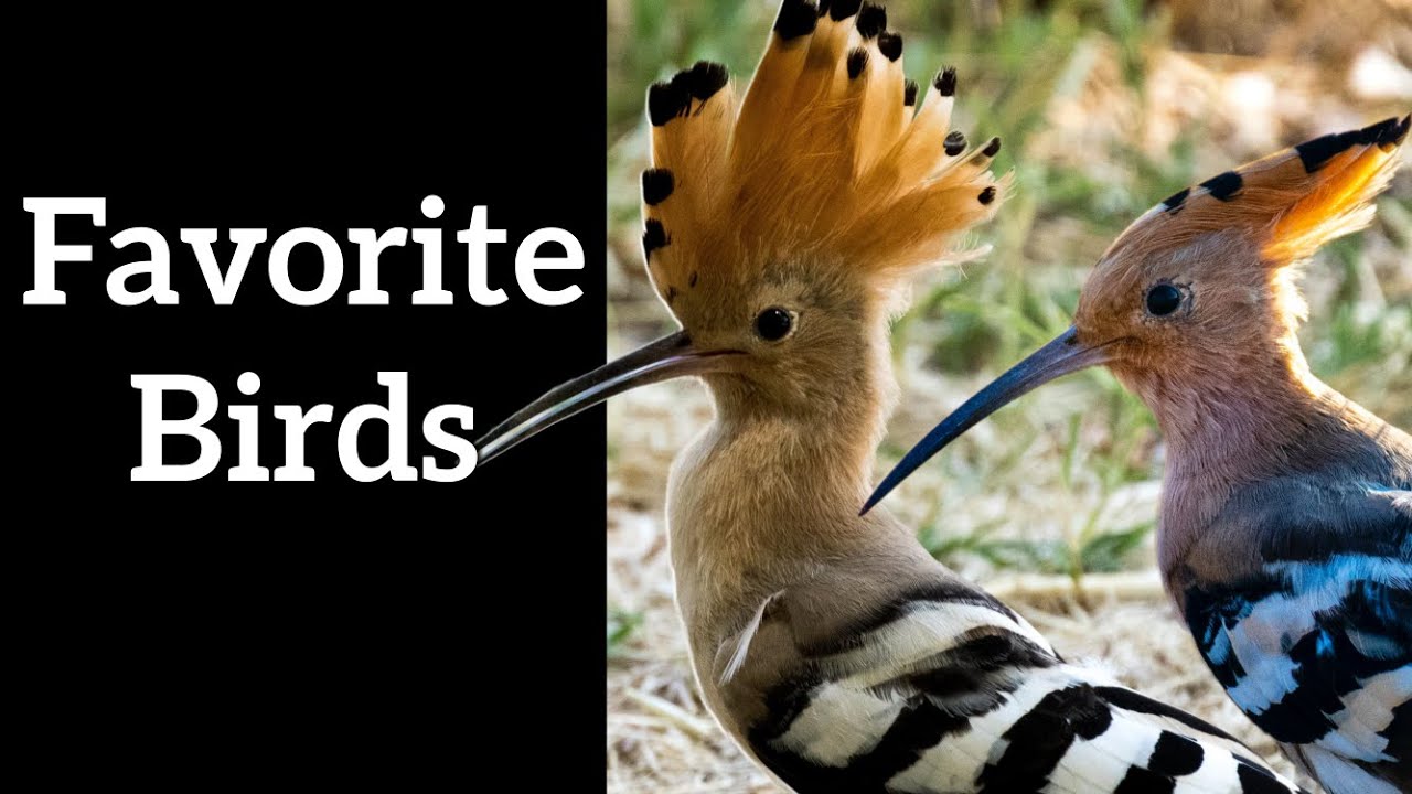 Hoopoe birds in spring