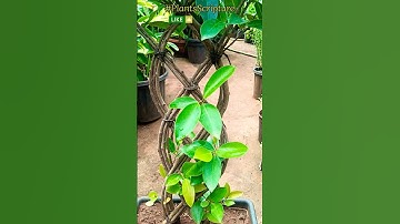 Netted Ficus Plant | Grided Ficus|Ficus Benjamina |Ficus Net | Netted Ficus Tree |Ficus Plant Craft