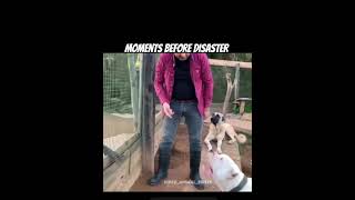 Kangal y dogo argentino ☠️#edit