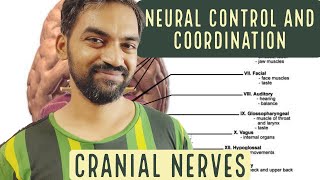 Neural control and coordination | Cranial Nerves