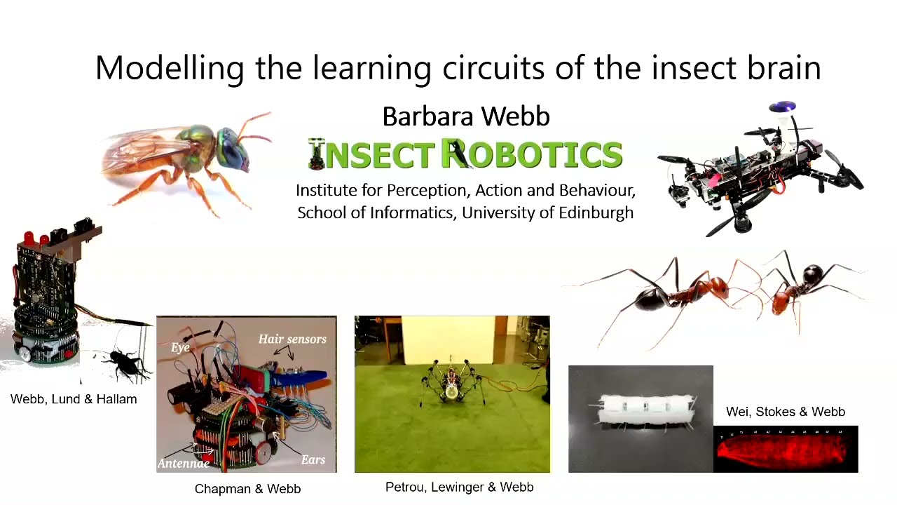 Barbara Webb - Modeling the learning circuits of the insect brain