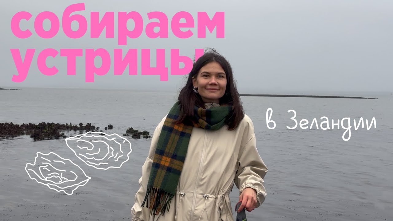 Собираем устрицы в Зеландии