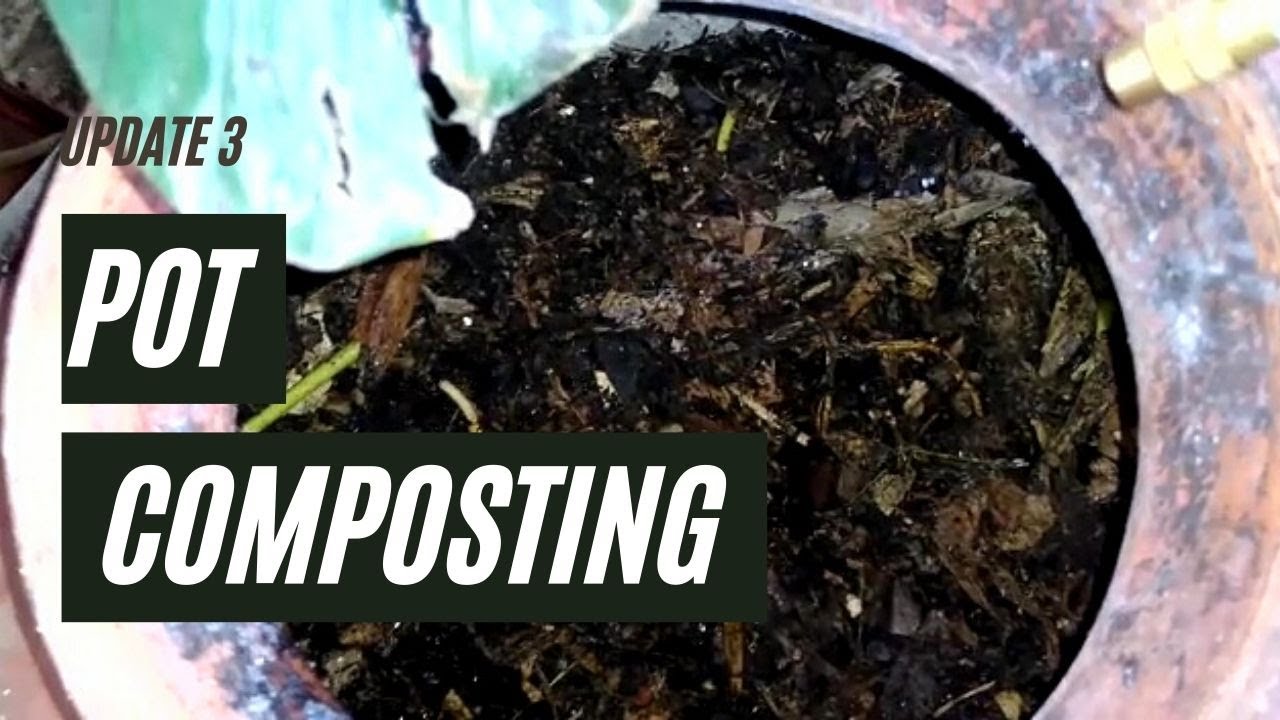 My Pot Composting Journey | Update 3
