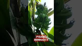 ANEH❗ PISANG BERBUAH 4 #shorts
